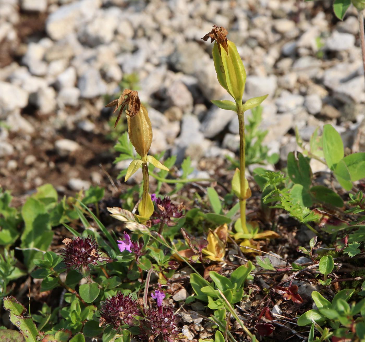 Image of Gentiana oschtenica specimen.