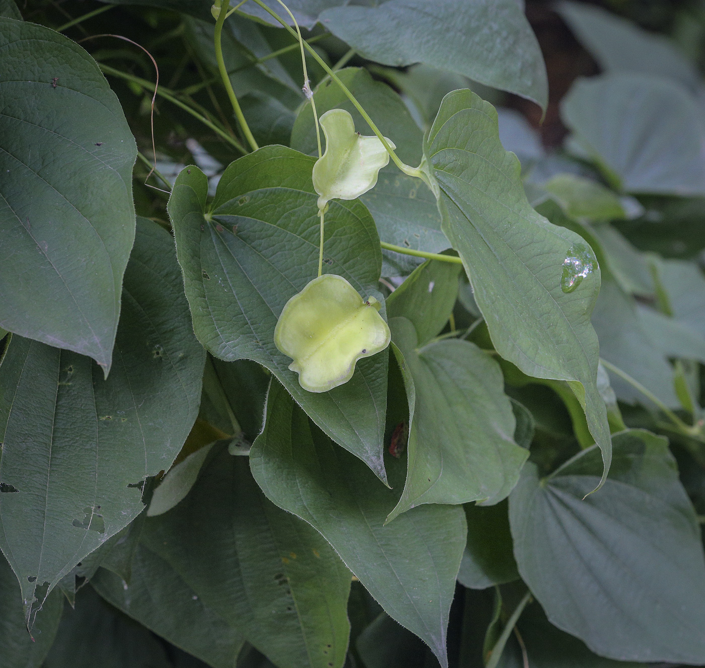 Изображение особи Dioscorea caucasica.