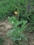 Glaucium corniculatum