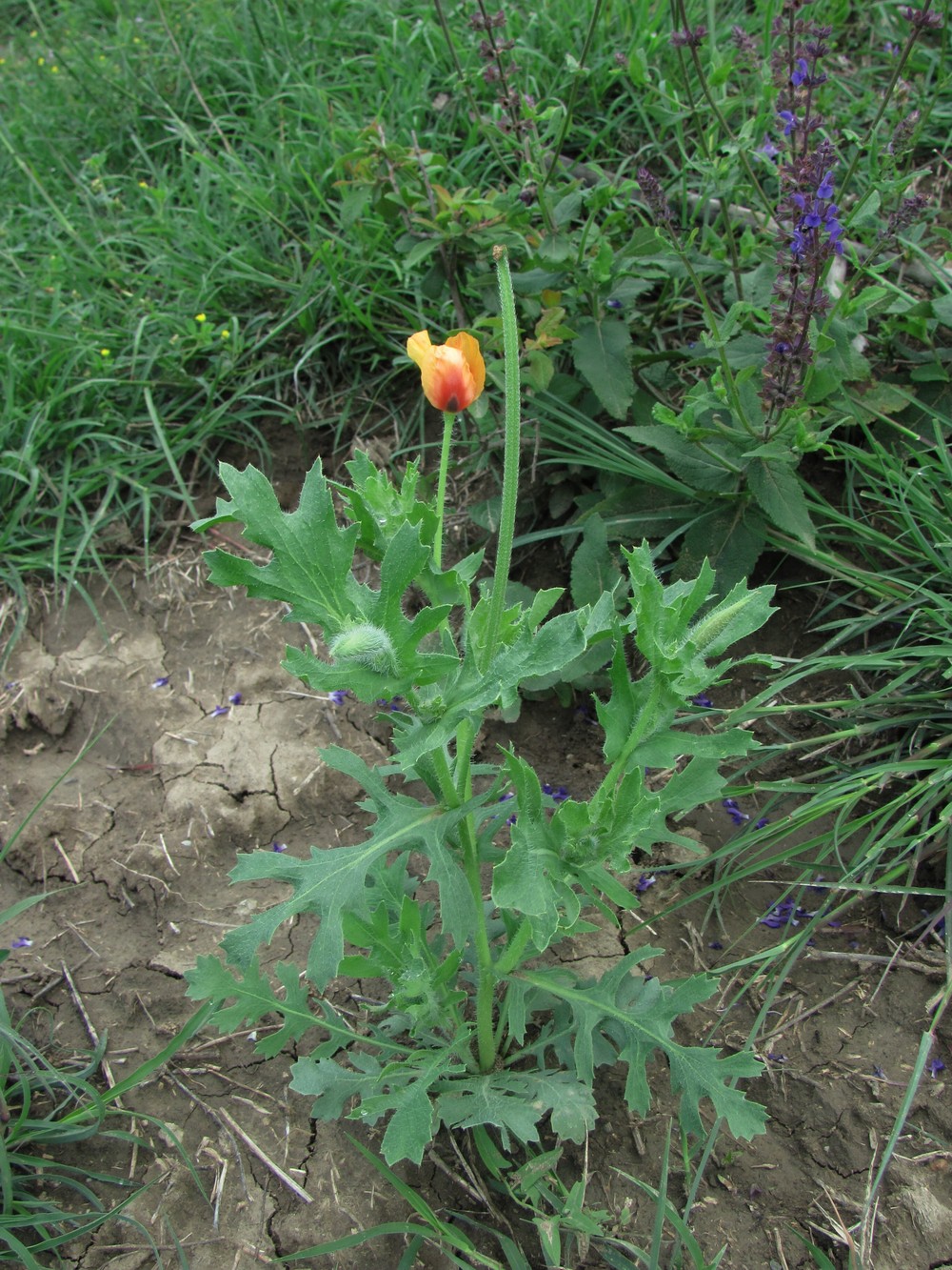 Изображение особи Glaucium corniculatum.