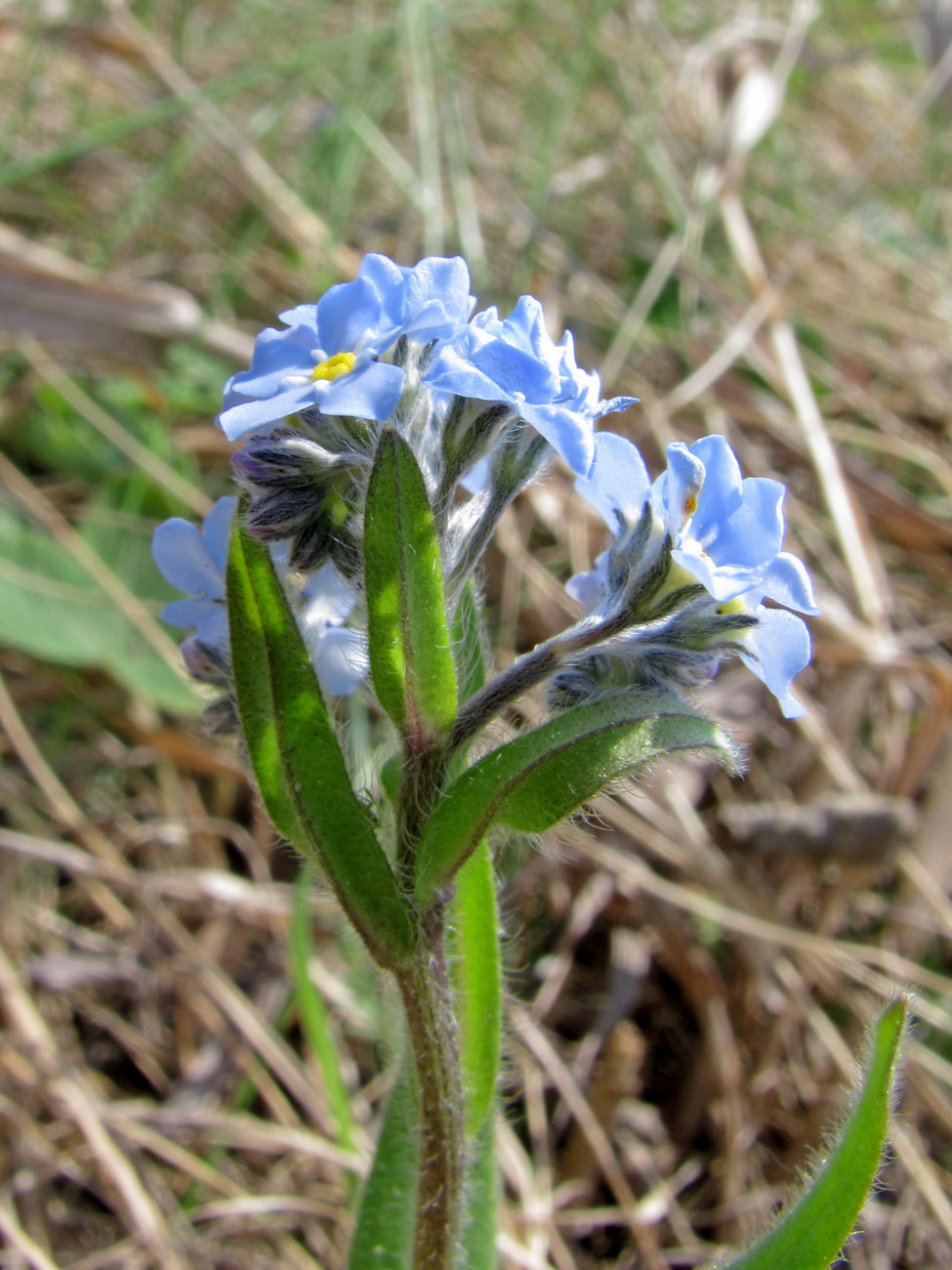 Image of Myosotis imitata specimen.