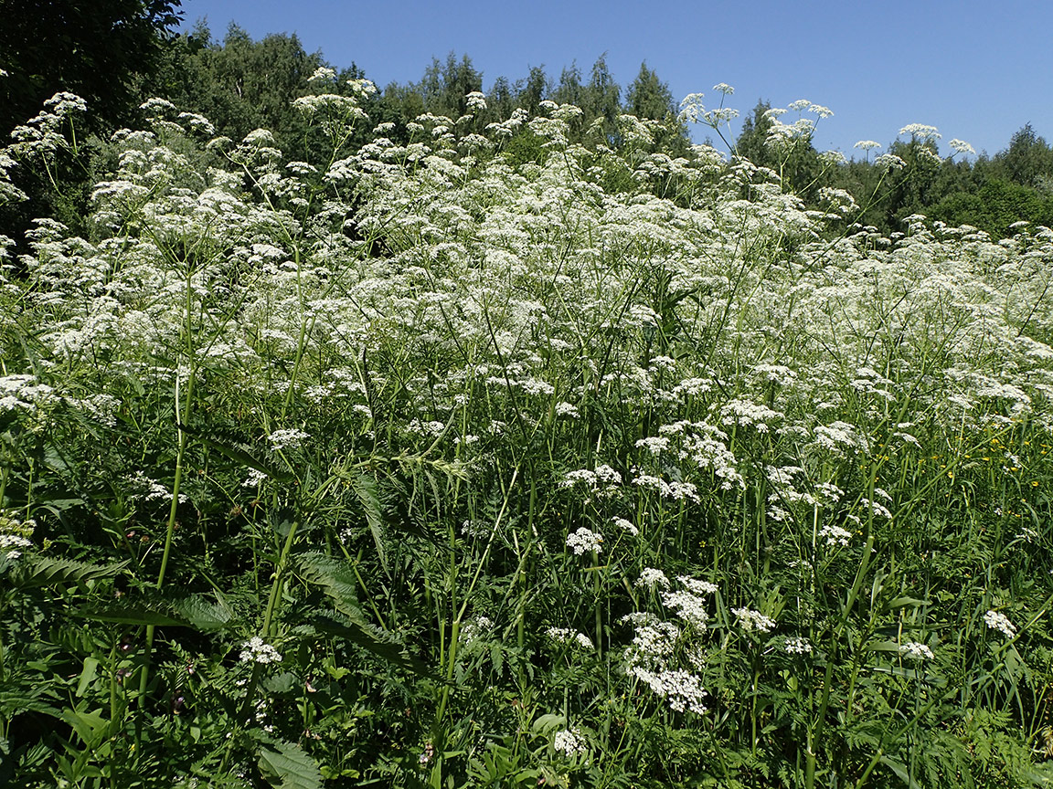 Изображение особи Anthriscus sylvestris.