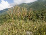 Astragalus galegiformis
