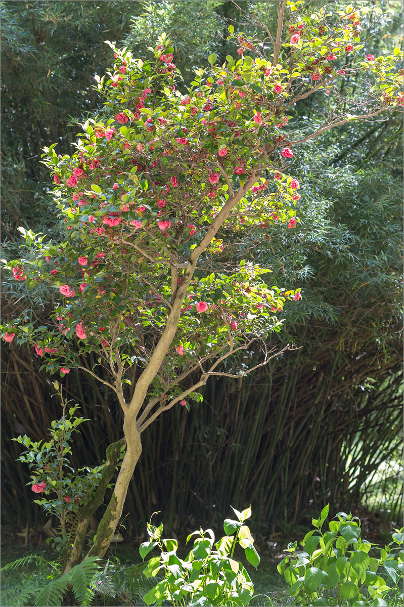 Image of Camellia japonica specimen.