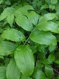 Polygonatum hirtum