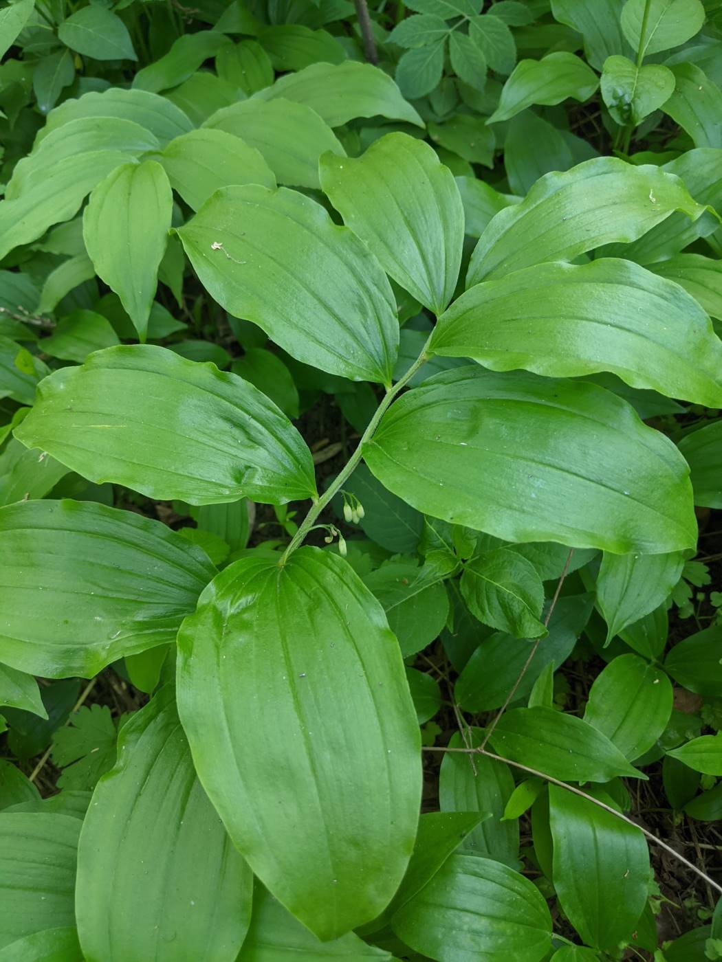 Image of Polygonatum hirtum specimen.