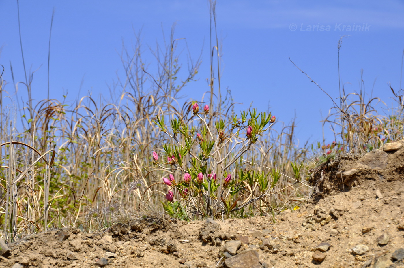 Image of Rhododendron schlippenbachii specimen.