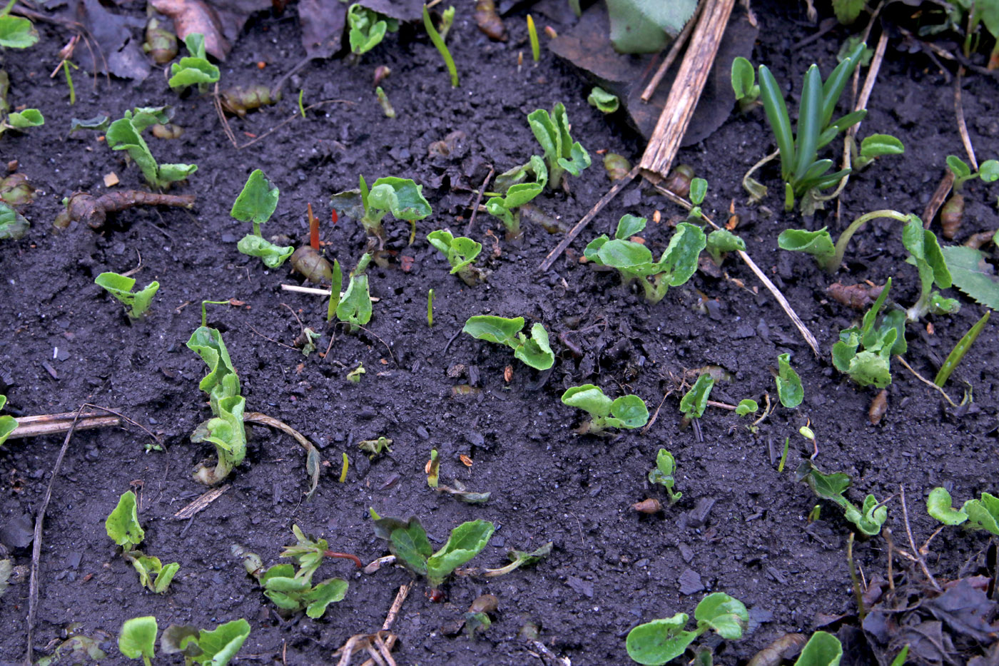 Image of Doronicum orientale specimen.