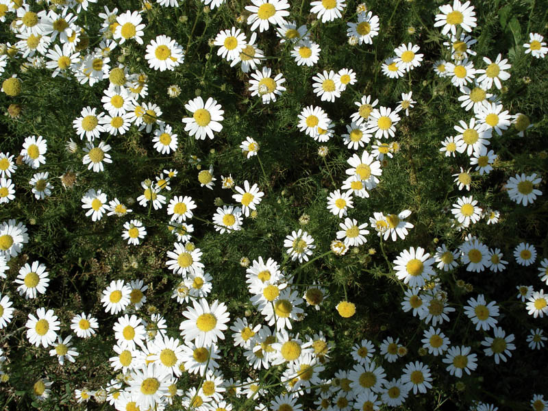 Image of Tripleurospermum inodorum specimen.