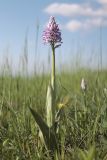 Orchis militaris subspecies stevenii. Цветущее растение. Крым, Тырке яйла, луговина на склоне. 05.06.2022.