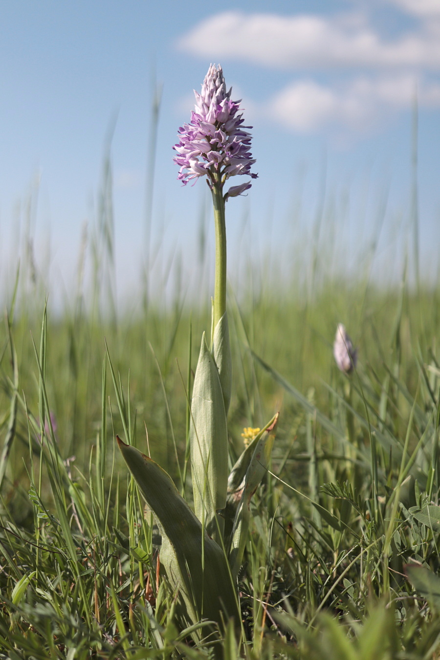 Image of Orchis militaris ssp. stevenii specimen.