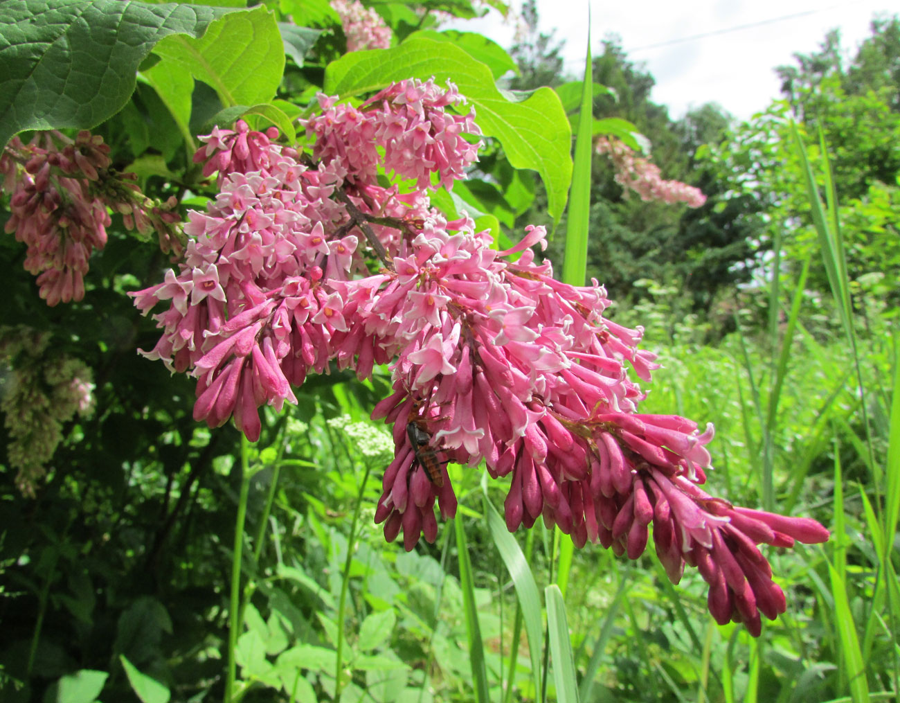 Image of Syringa reflexa specimen.