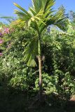 familia Arecaceae. Вегетирующее растение. Мадагаскар, провинция Анциранана, регион Диана, о-в Нуси Бе. 05.05.2018.