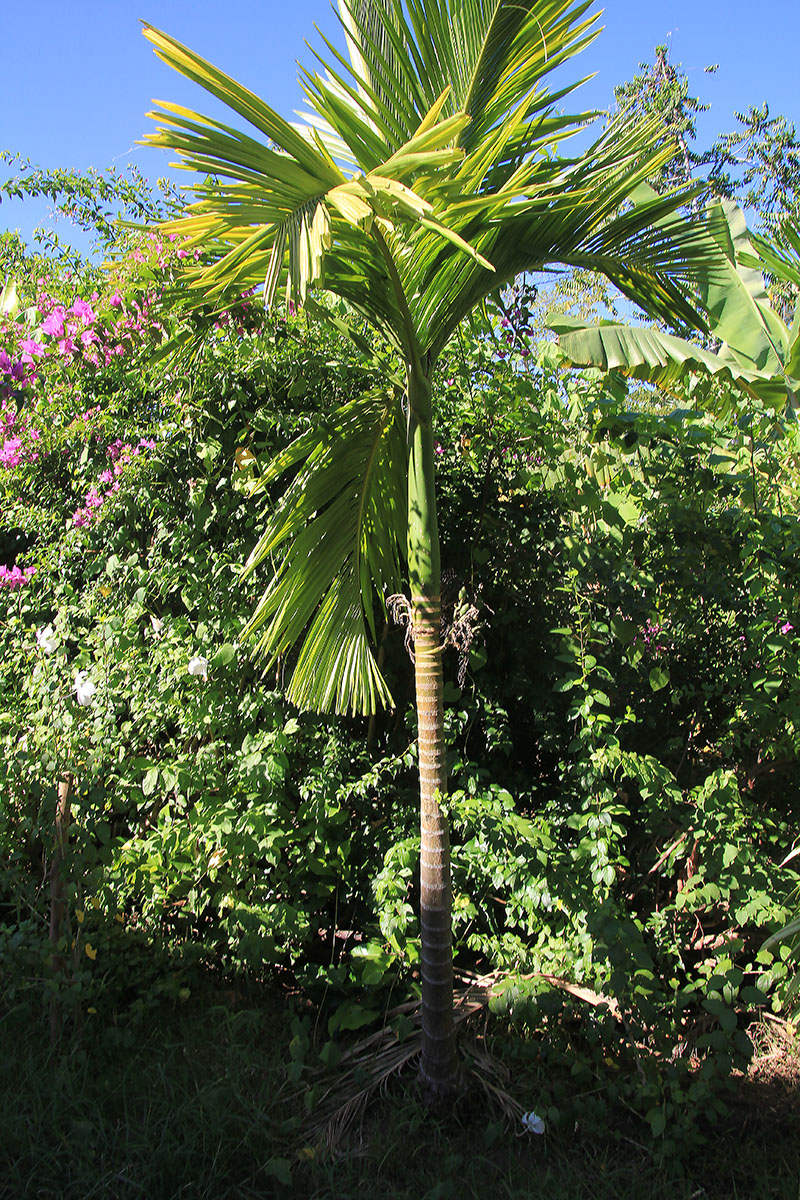 Image of familia Arecaceae specimen.