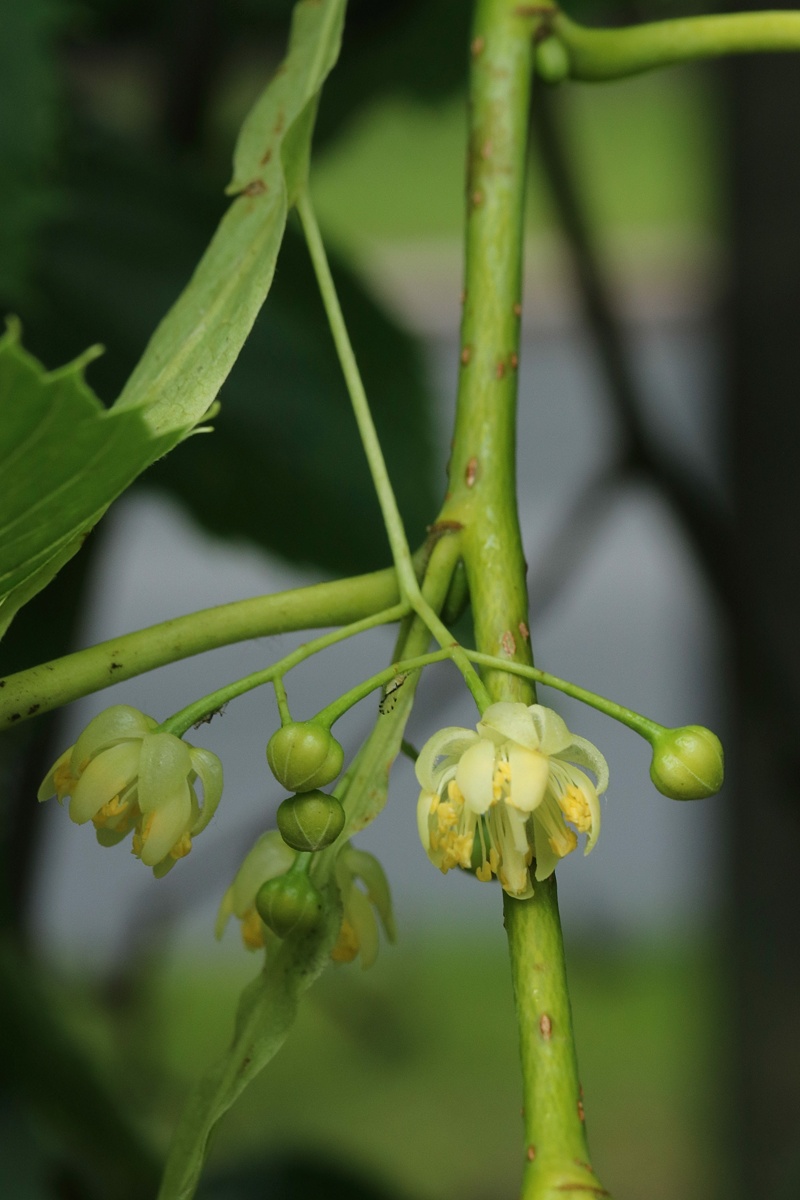 Изображение особи Tilia americana.