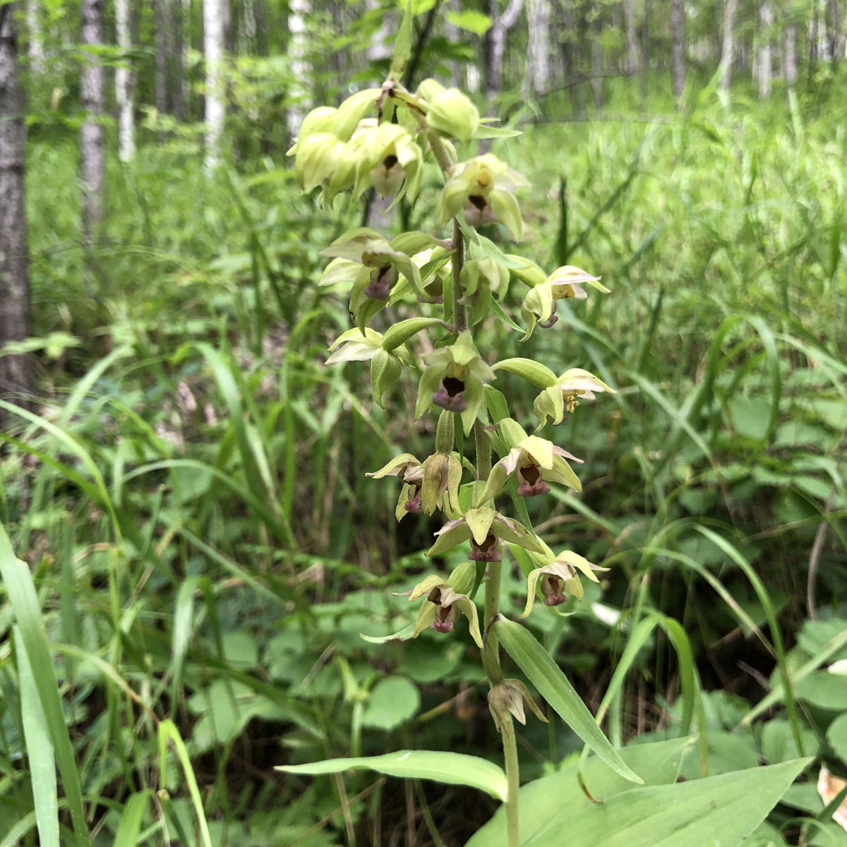 Image of Epipactis papillosa specimen.