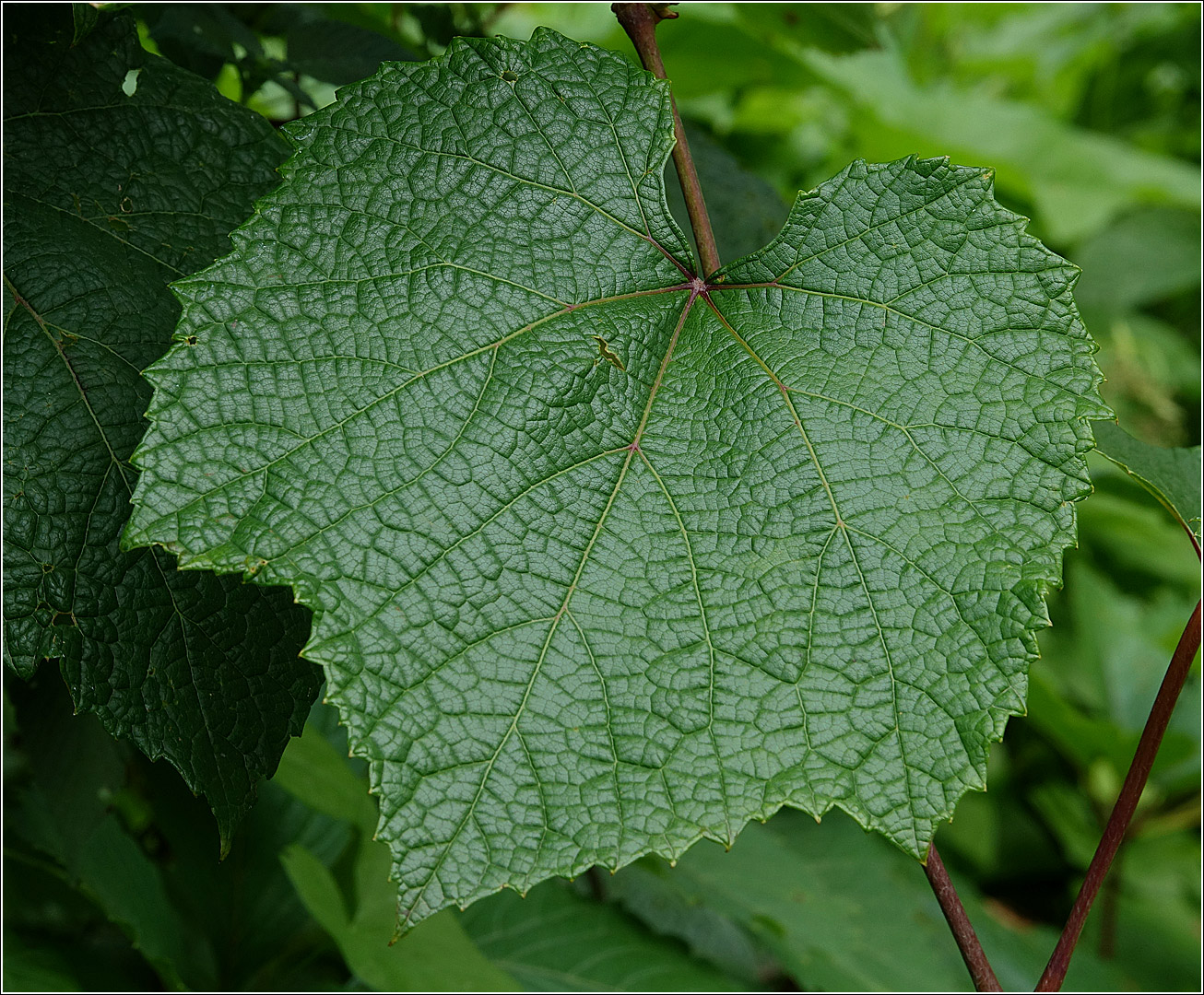 Изображение особи Vitis amurensis.