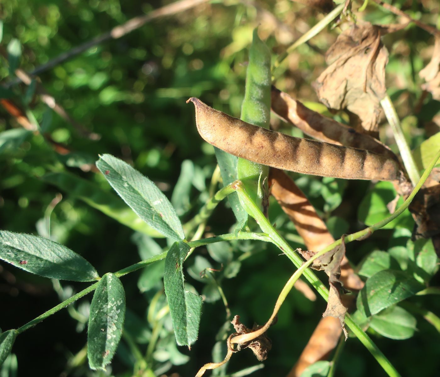 Image of Vicia sativa specimen.