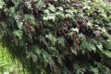 Hymenophyllum applanatum. Растения на стволе дерева. Австралия, штат Тасмания, национальный парк \"Mount Field\". 25.12.2010.