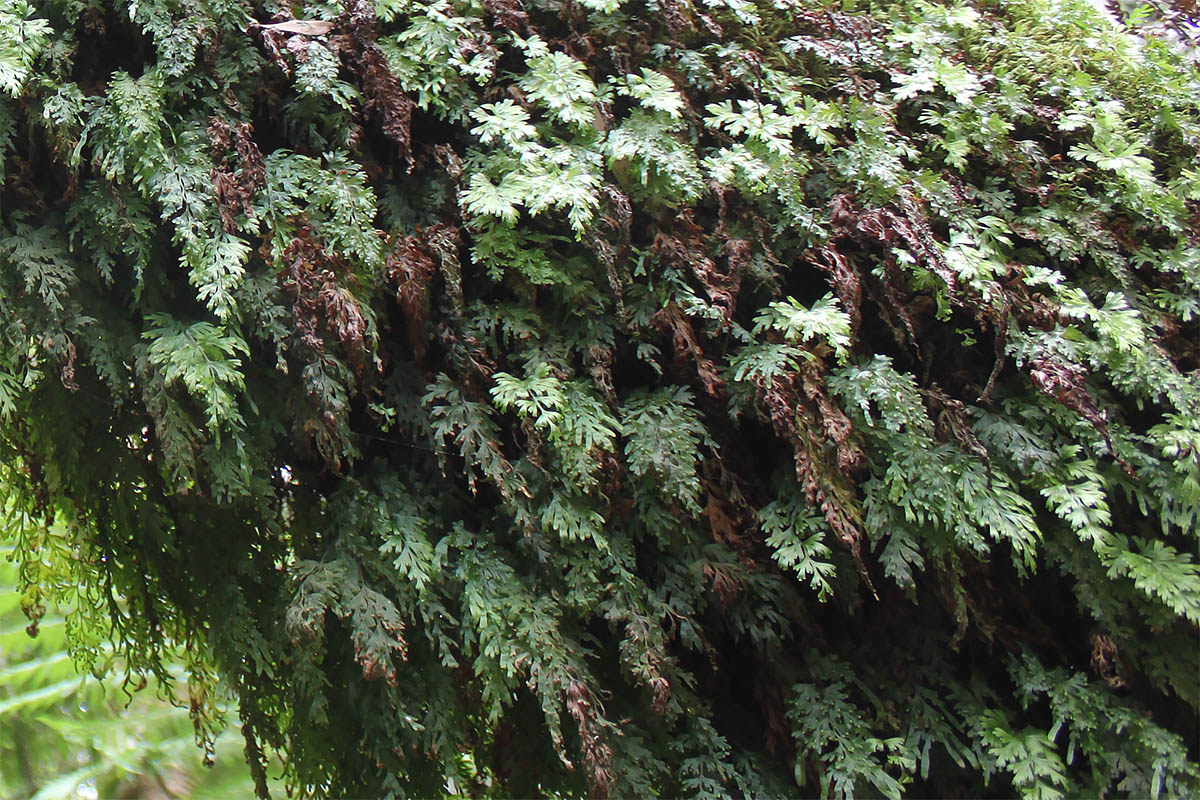 Image of Hymenophyllum applanatum specimen.