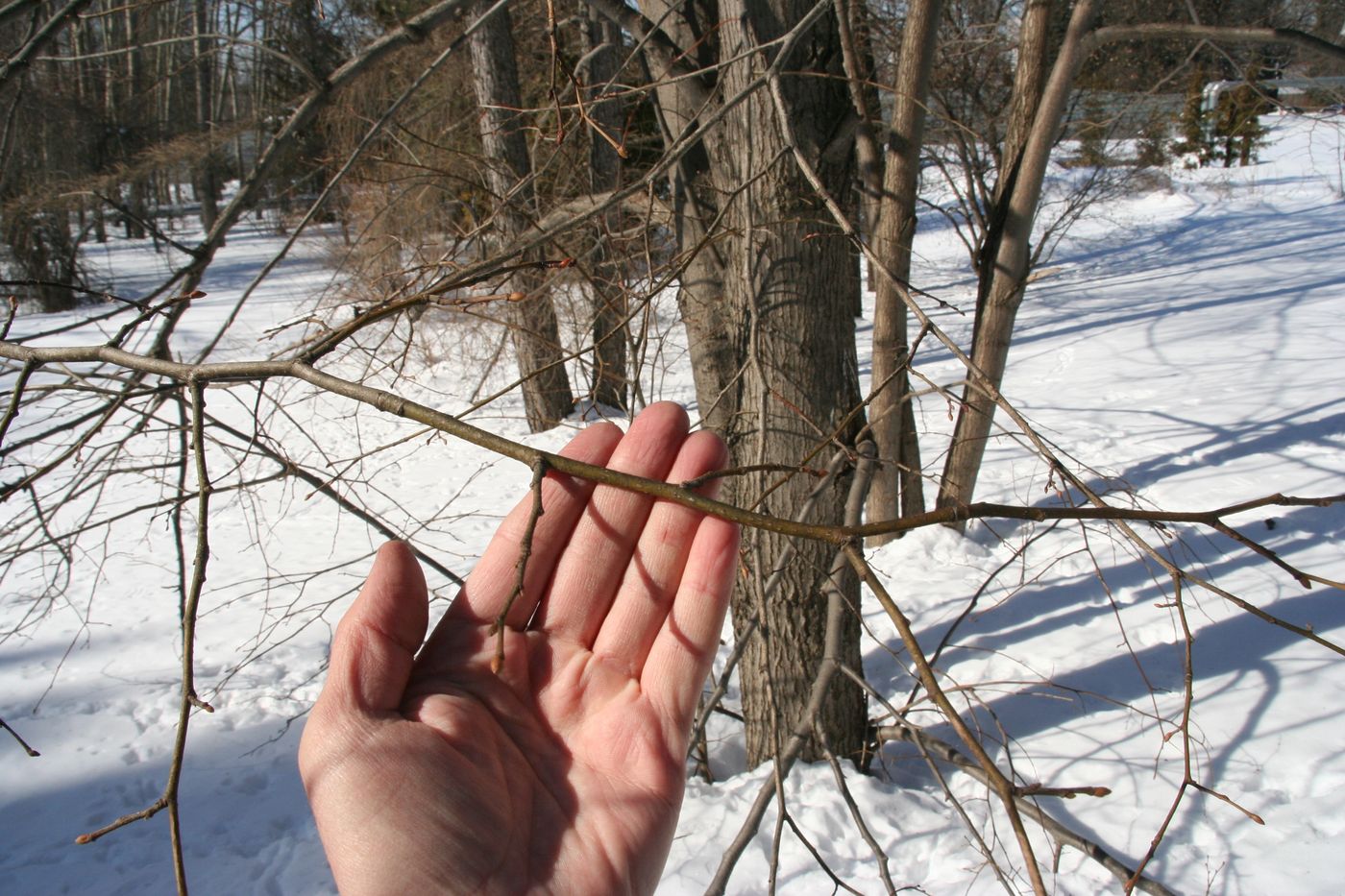 Изображение особи Tilia begoniifolia.