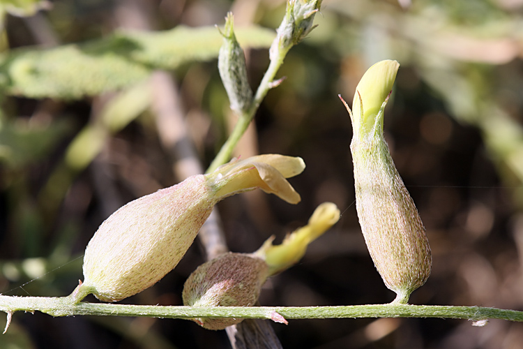 Изображение особи Astragalus krauseanus.