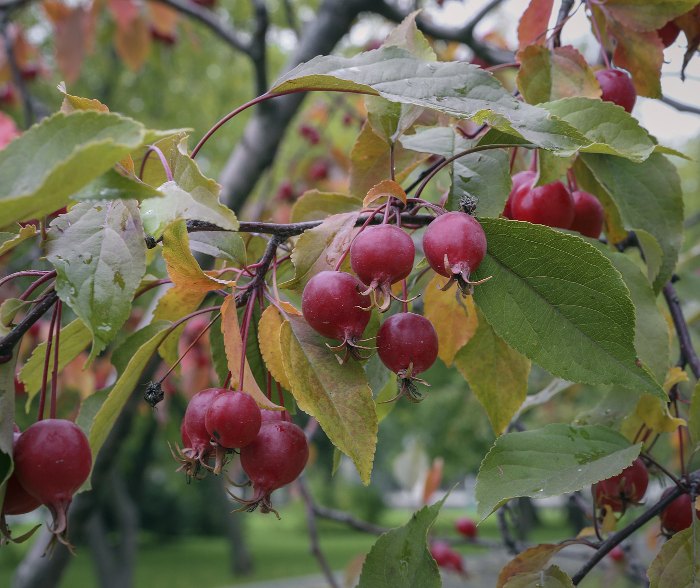 Image of Malus &times; purpurea specimen.