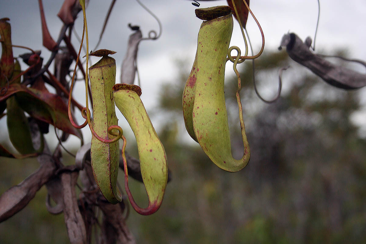 Image of Nepenthes gracilis specimen.
