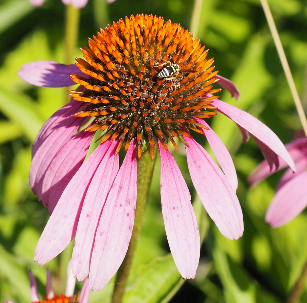 Image of Echinacea purpurea specimen.