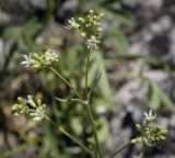 Gypsophila altissima