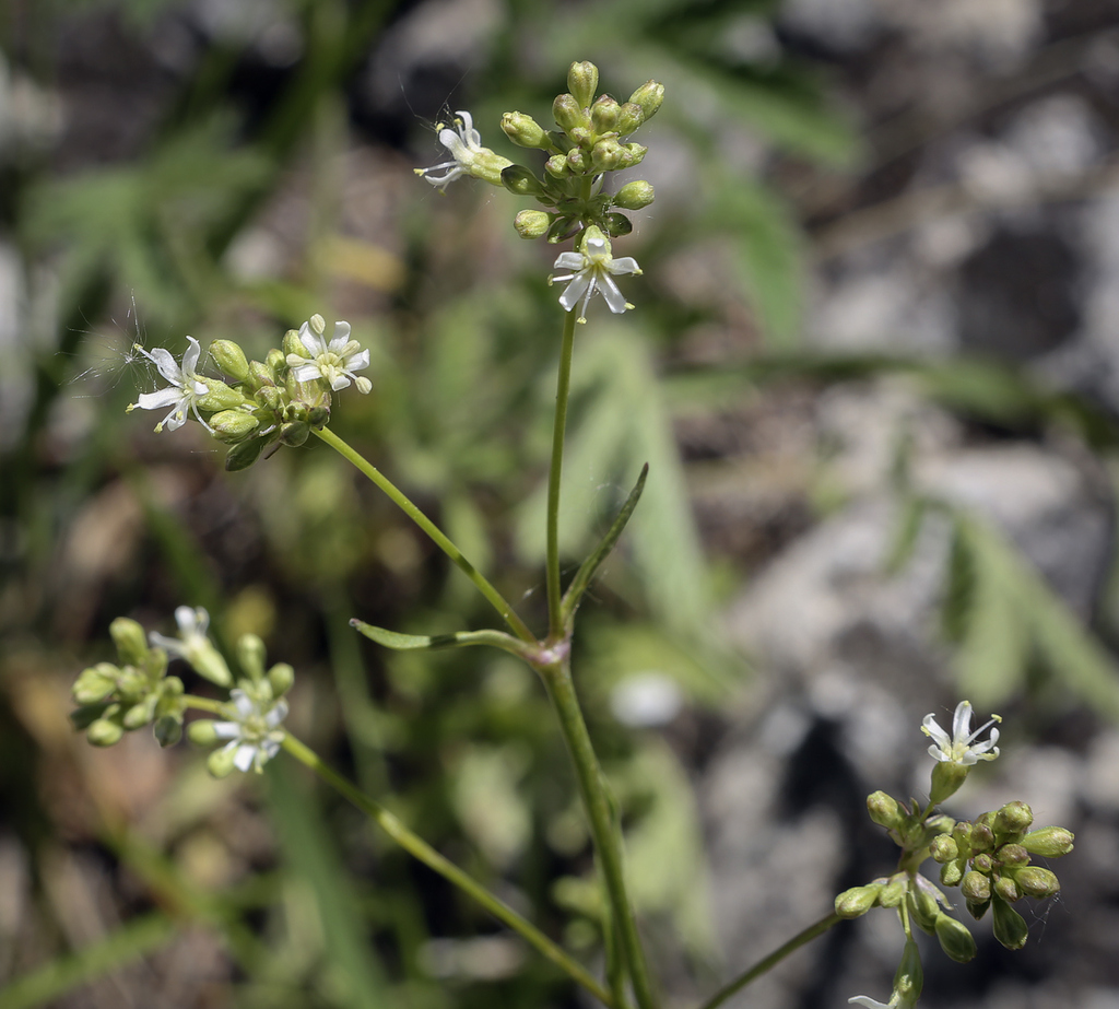 Изображение особи род Silene.