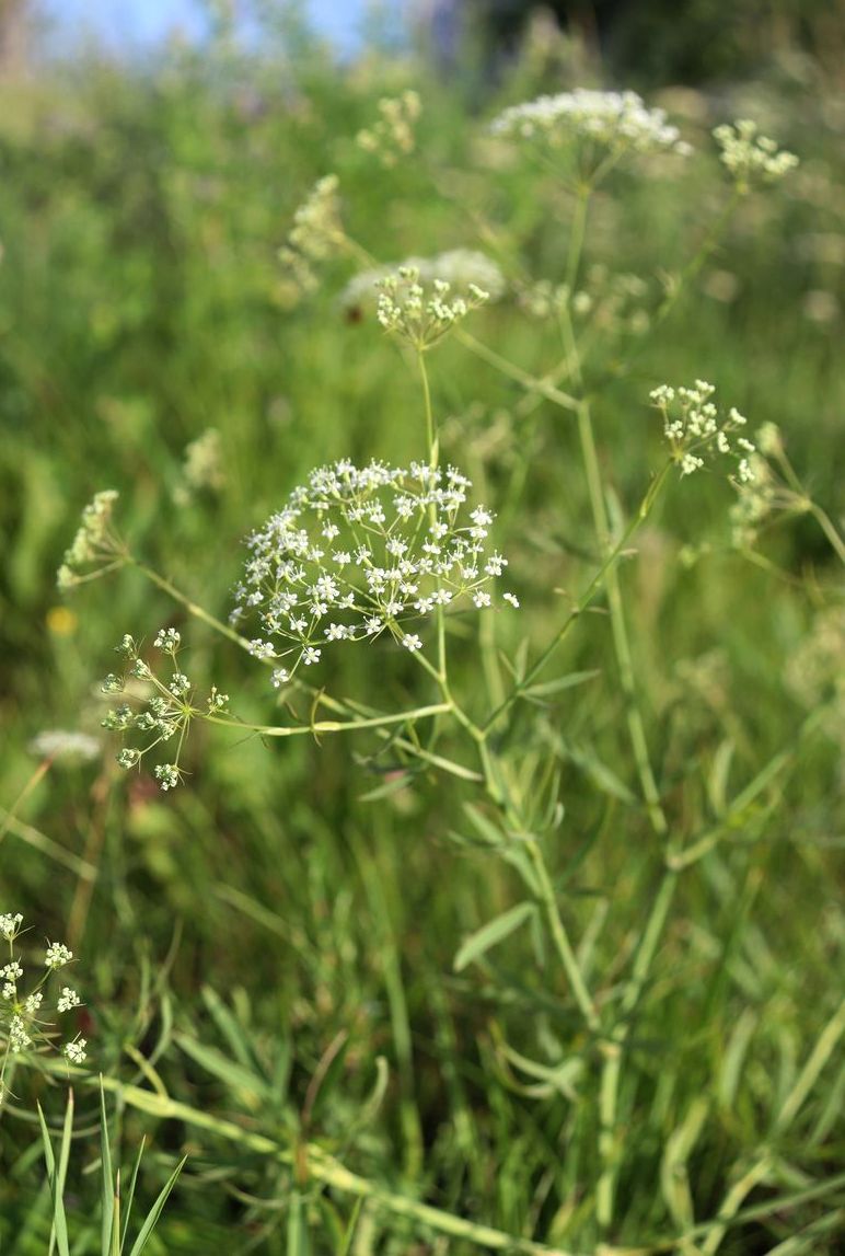 Изображение особи Falcaria vulgaris.