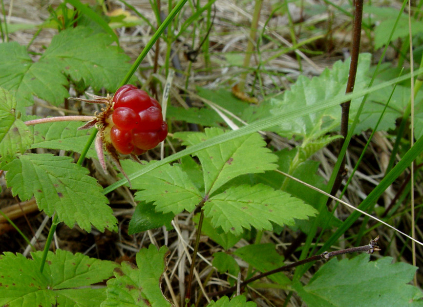 Изображение особи Rubus arcticus.