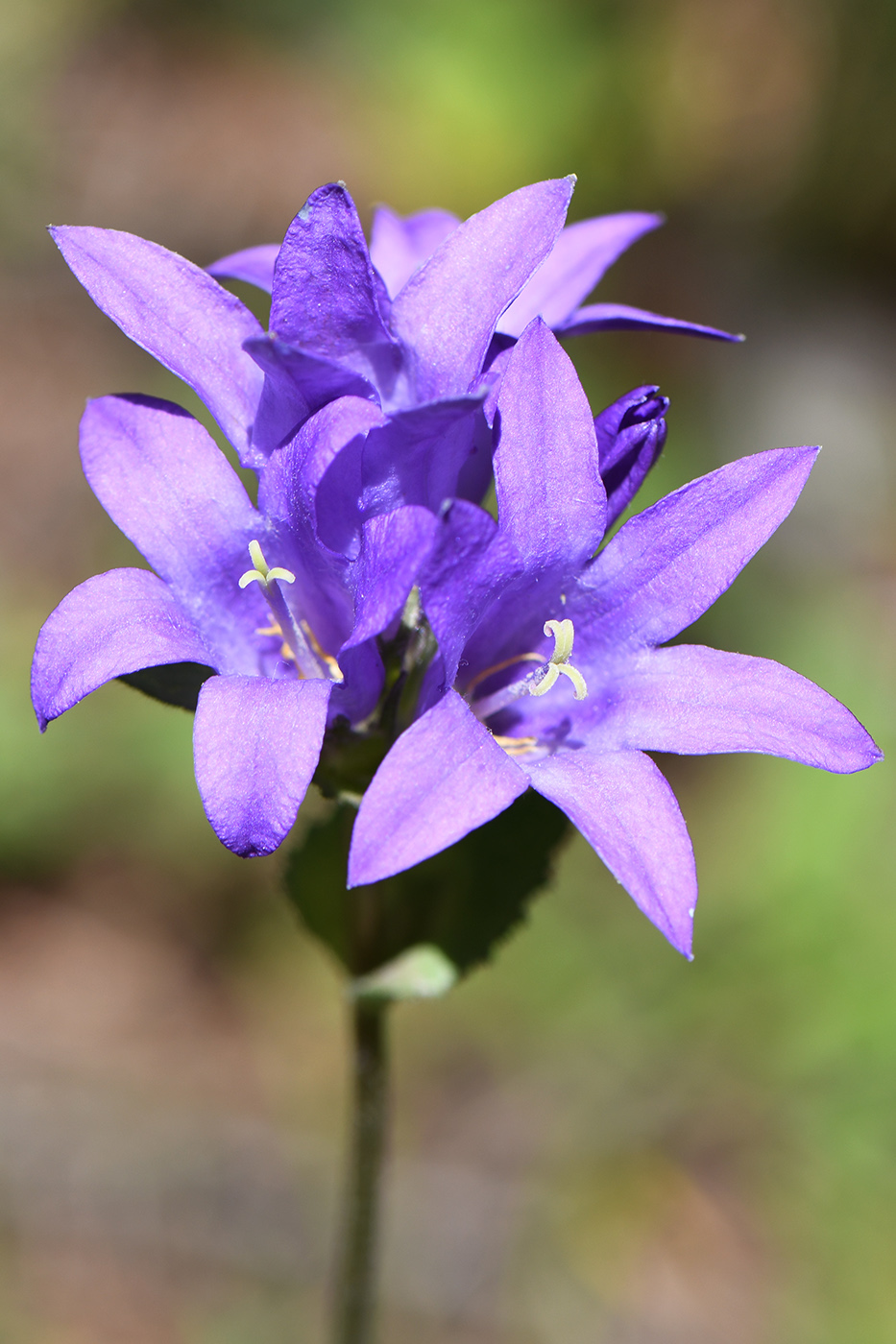 Image of Campanula glomerata specimen.