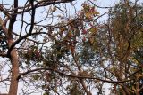 genus Erythrina. Ветви с соцветиями. Индия, штат Гуджарат, округ Гир Сомнатх, национальный парк \"Гирский лес\". 13.12.2022.