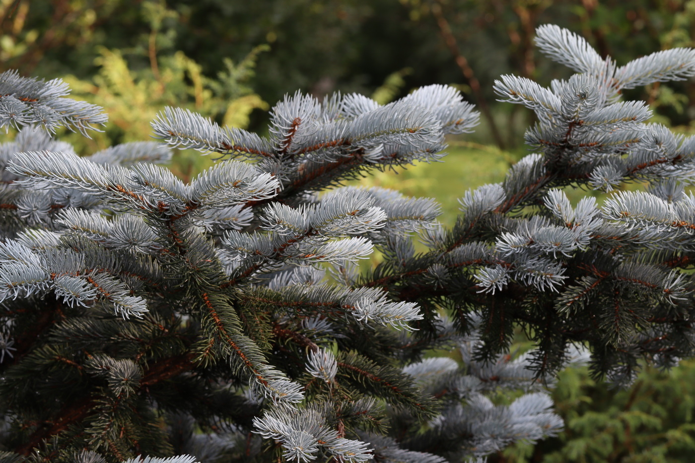 Изображение особи Picea pungens f. glauca.