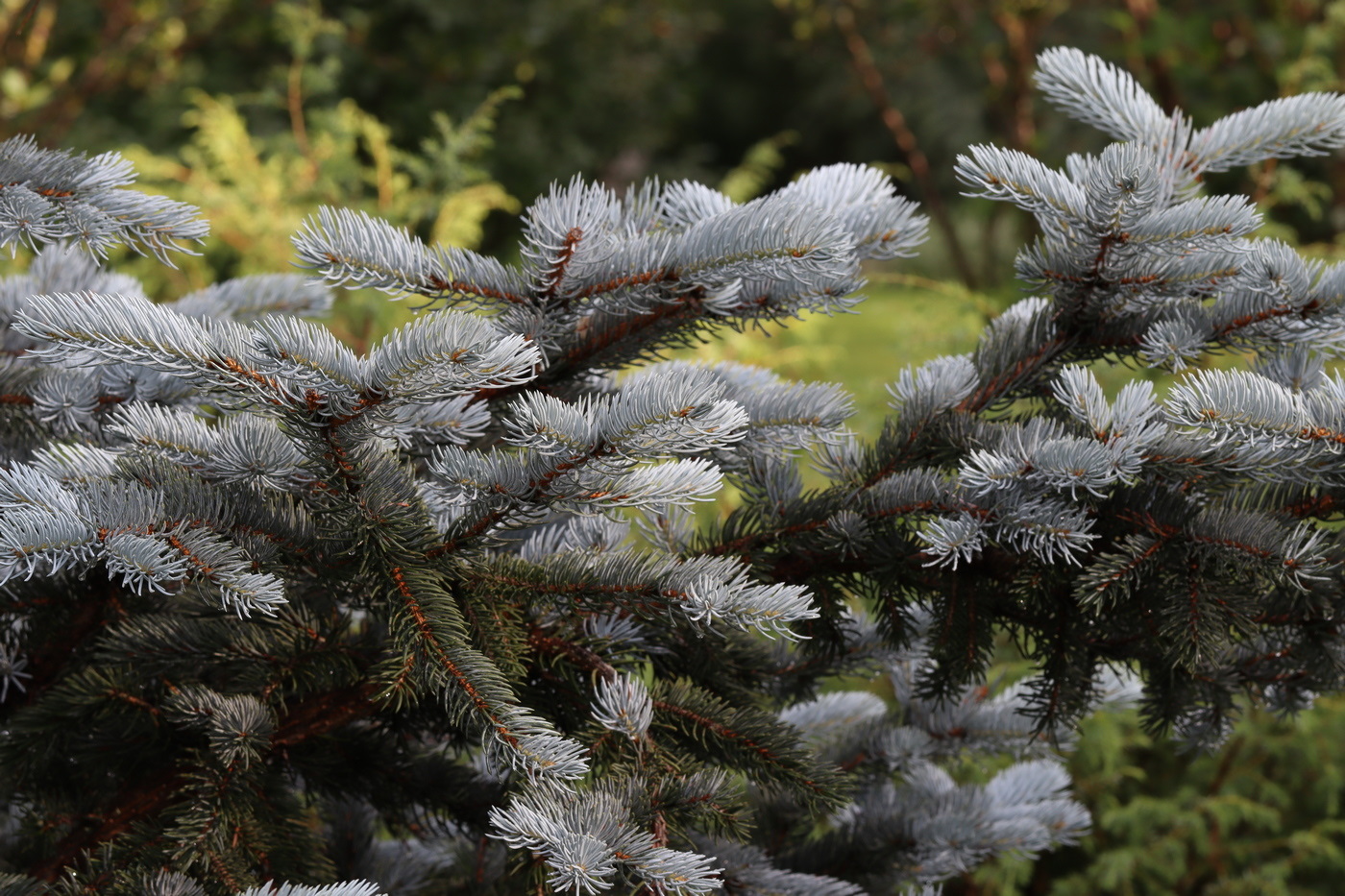 Image of Picea pungens f. glauca specimen.