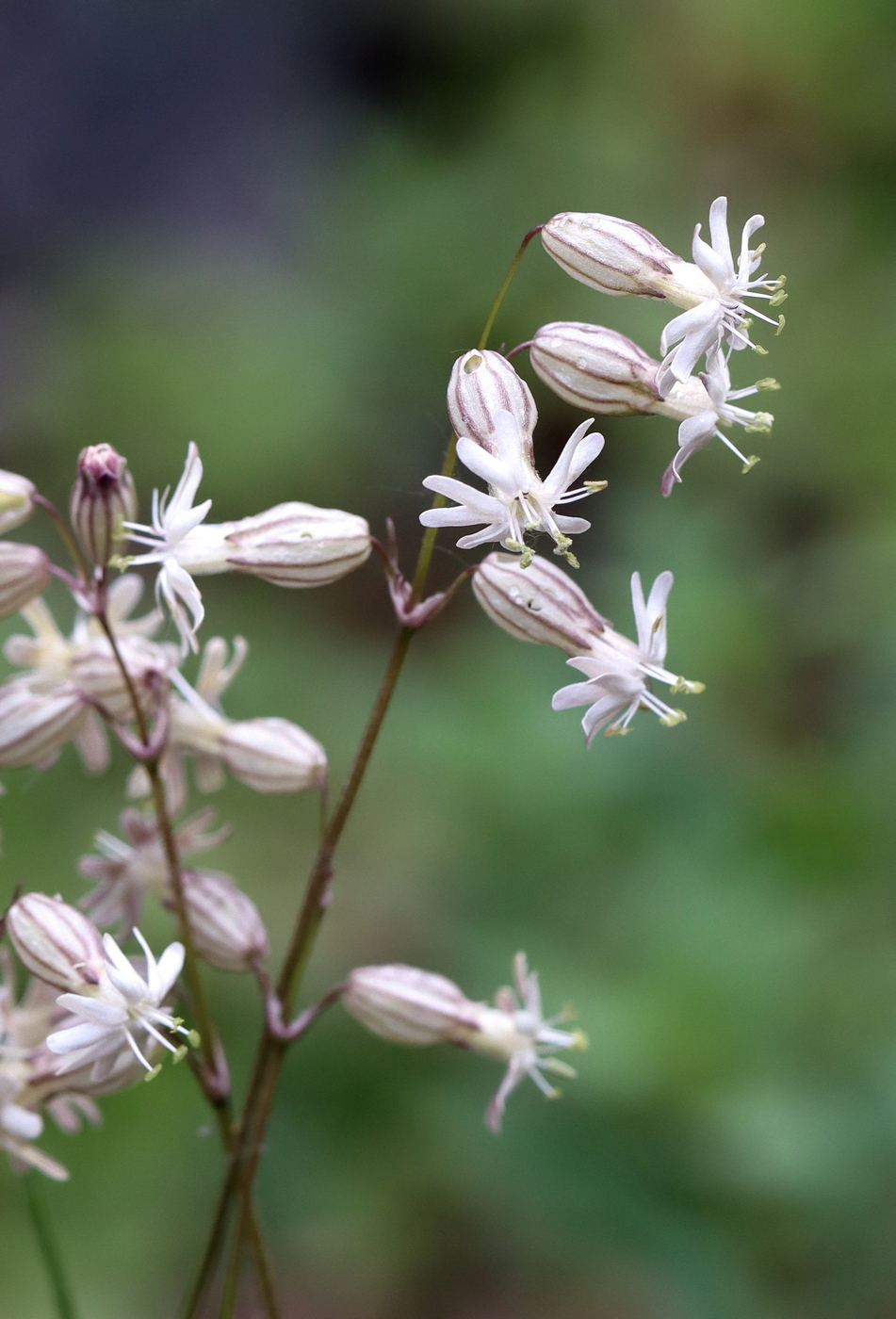 Image of Silene chamarensis specimen.