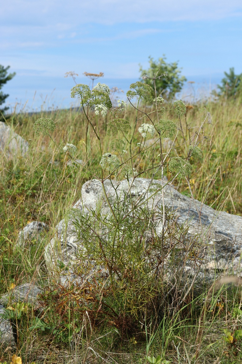 Image of Cenolophium fischeri specimen.