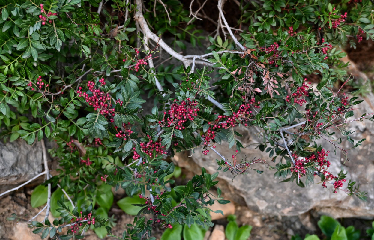 Image of Pistacia lentiscus specimen.