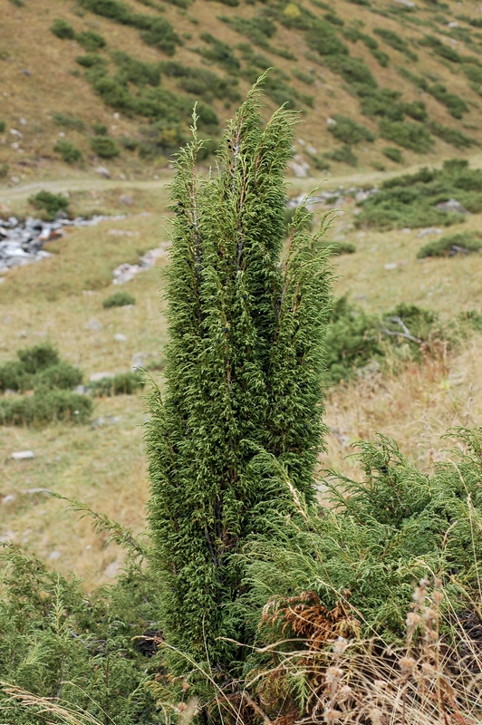 Изображение особи Juniperus pseudosabina.