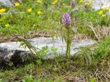 Pedicularis atropurpurea. Цветущее растение. Карачаево-Черкесия, Урупский р-н, Кавказский биосферный заповедник, Имеретинское ущелье, долина р. Имеретинка (в верхнем течении), ≈ 2400 м н.у.м., альпийский луг, на скале. 27.07.2022.