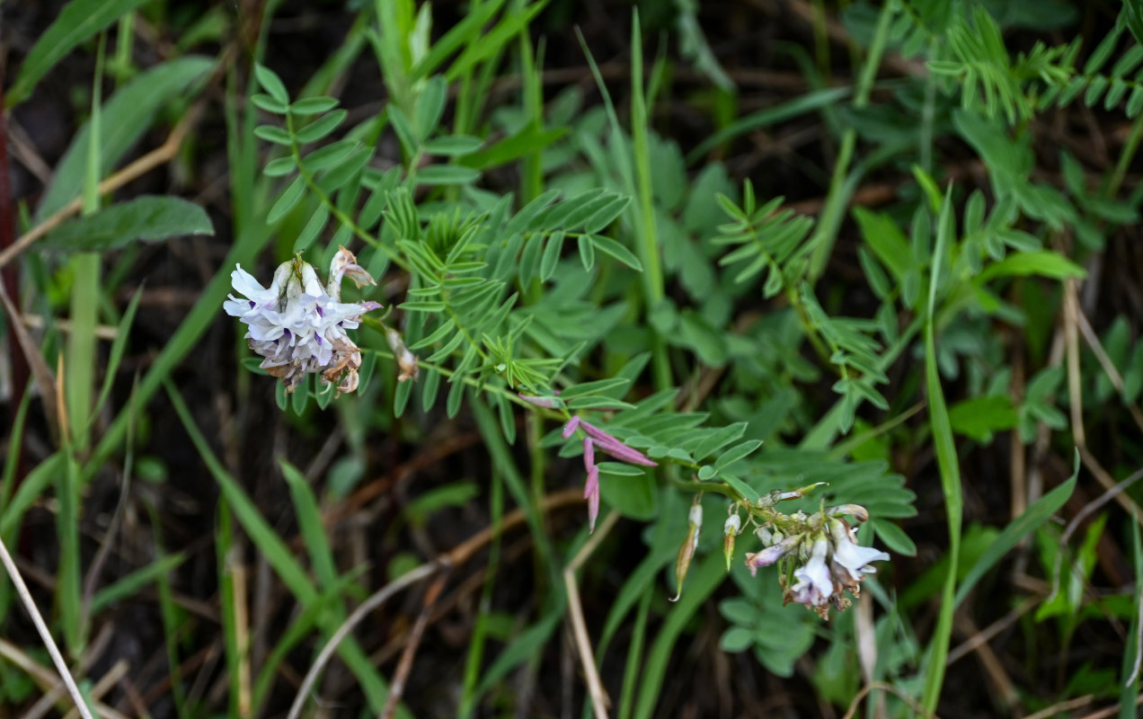 Изображение особи Astragalus vaginatus.
