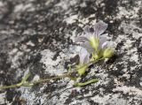 Gypsophila tenuifolia