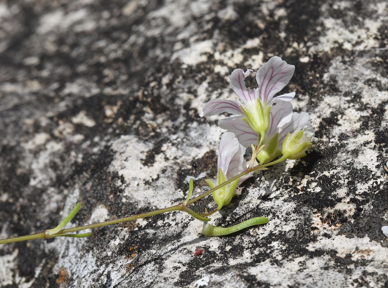 Image of Gypsophila tenuifolia specimen.