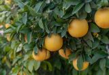 Смотреть изображение Citrus × paradisi
