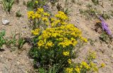 Hypericum scabrum