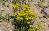 Hypericum scabrum