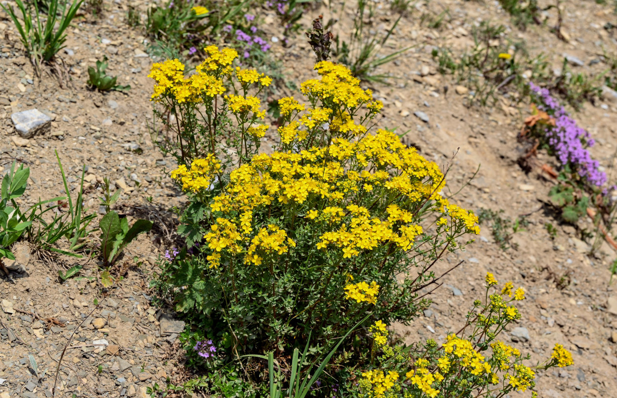 Image of Hypericum scabrum specimen.