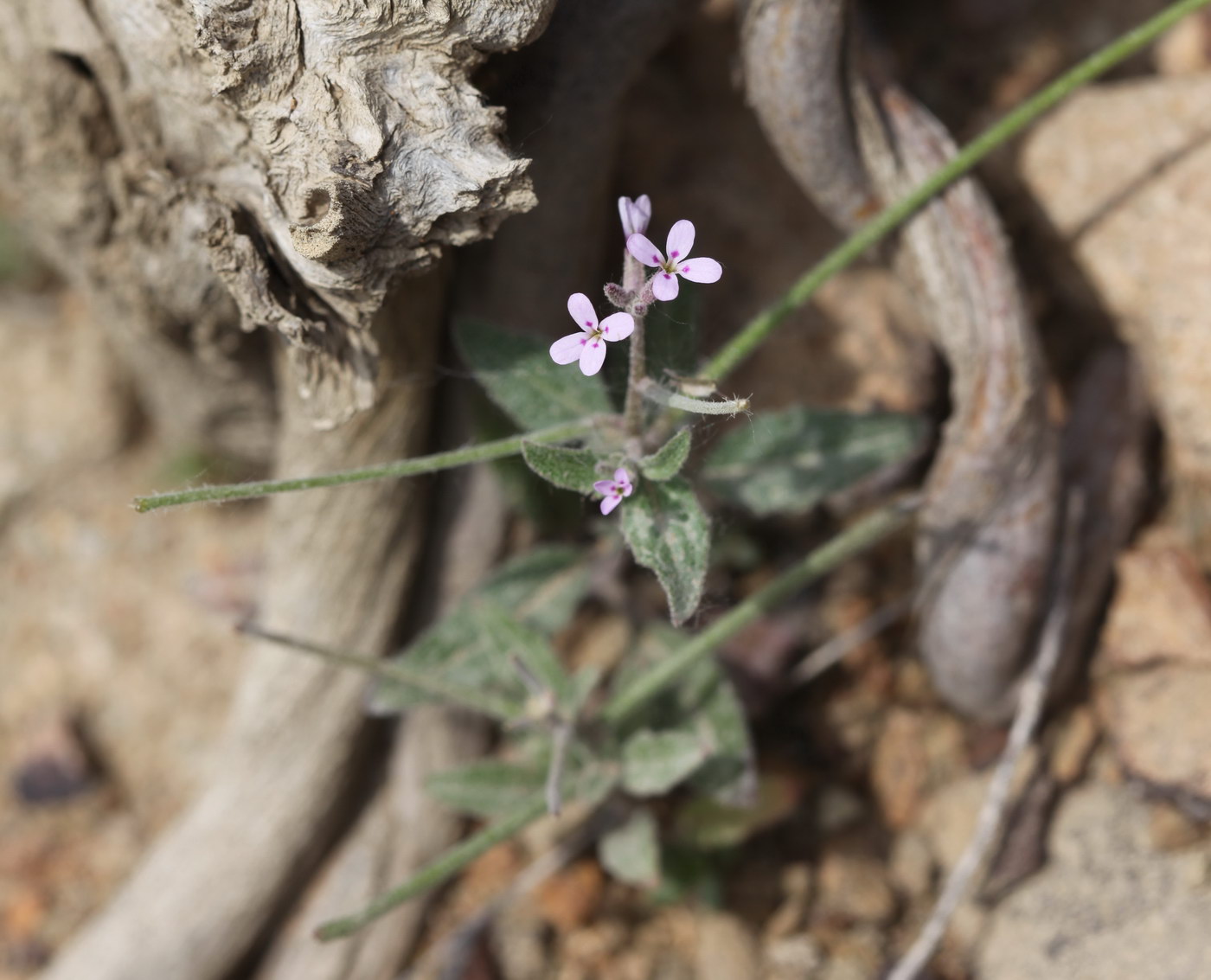 Изображение особи Strigosella africana.